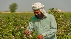 Organic Cotton Programs Article Thubnail