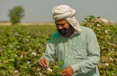 Organic Cotton Programs