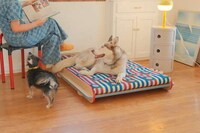 Dynamic Patterned Pet Beds