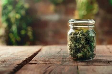 Emerging German Cannabis Cultivators