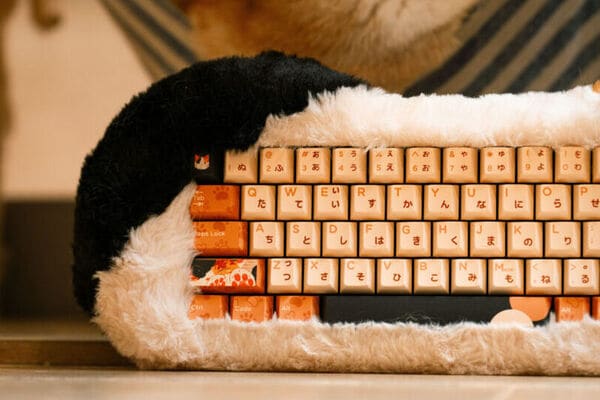 Cat-Inspired Fuzzy Frames