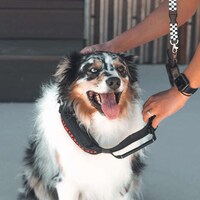 First-Aid Dog Collars Image 2