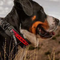 First-Aid Dog Collars Image 3