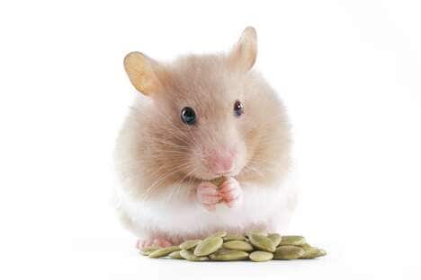 Small Pet Dietary Resources
