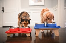 Design-Conscious Pet Bowls