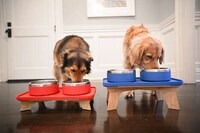 Design-Conscious Pet Bowls
