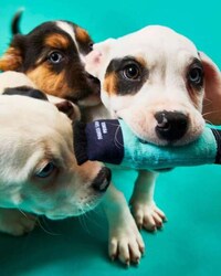 Cosmetics-Themed Dog Toys Image 3