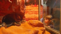 Slow-Paced Survival Exhibits Image 3
