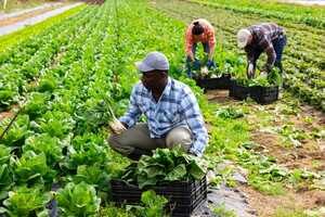 Sustainable State Agricultural Policies Article Thubnail