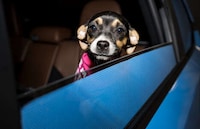 Pet-Themed Branding Initatives Image 1