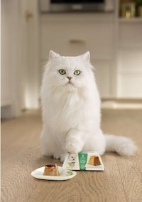 Pyramid-Shaped Cat Patés Image 2