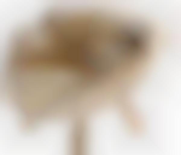 Freaky Fluffy Furniture
