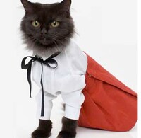 Kittens as Models