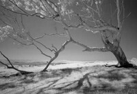 Silverized Treetography Image 2