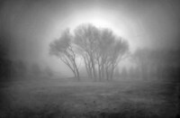 Silverized Treetography Image 3