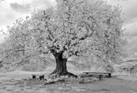 Silverized Treetography Image 4