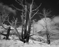 Silverized Treetography Image 5