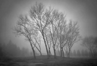 Silverized Treetography Image 6