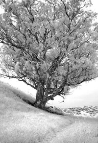 Silverized Treetography Image 7