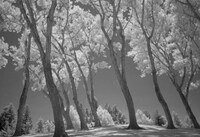 Silverized Treetography Image 8