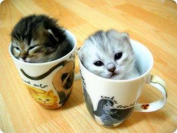 14 Adorable Kittenovations