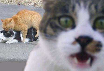 Animal Photobombing