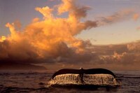 Stunning Nature Photo Sites Image 5