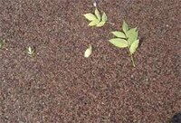 Absorbent Pavement Image 2