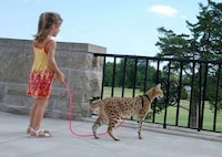 Supersized House Pets Image 4