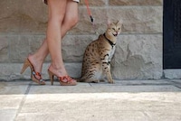 Supersized House Pets Image 6