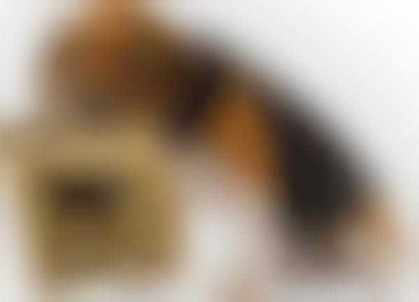 Lost Pet Amber Alerts