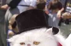 Feline Fedoras