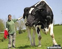 XXL Critters Image 4