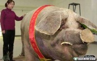 XXL Critters Image 6