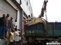 XXL Critters Image 8