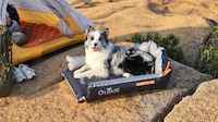 All-Terrain Inflatable Dog Beds Image 1