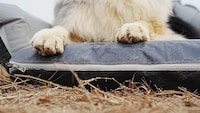 All-Terrain Inflatable Dog Beds Image 3
