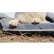 All-Terrain Inflatable Dog Beds Image 3