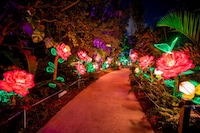 Immersive Light Festivals Image 1