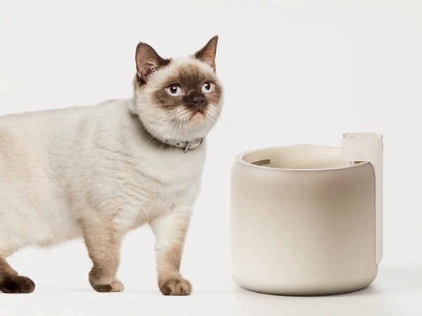 Refined Feline Water Dispensers
