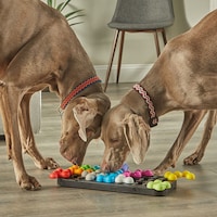 Brainteasing Dog Toys