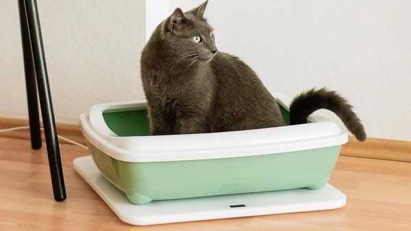 Cat Health-Tracking Litter Boxes