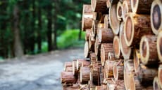 Sustainable Timber Industry Partnerships Article Thubnail