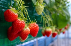 Climate Resilient Strawberries