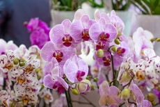 Low-Impact Orchid Growing Methods Article Thubnail