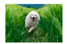 Personalized Dog Music