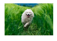 Personalized Dog Music Image 1