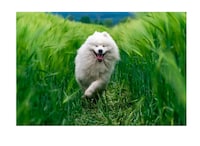 Personalized Dog Music