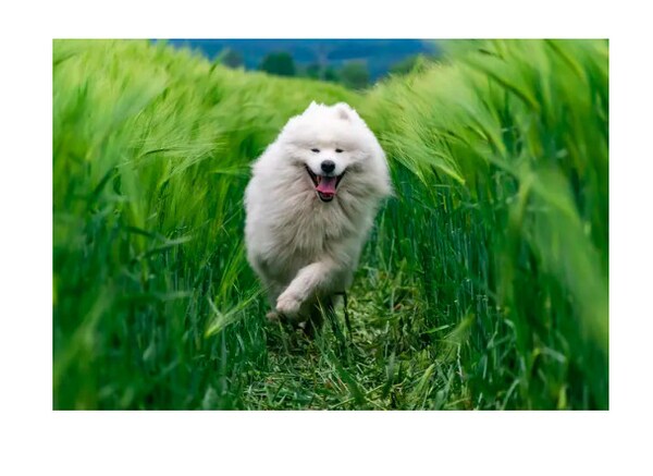 Personalized Dog Music