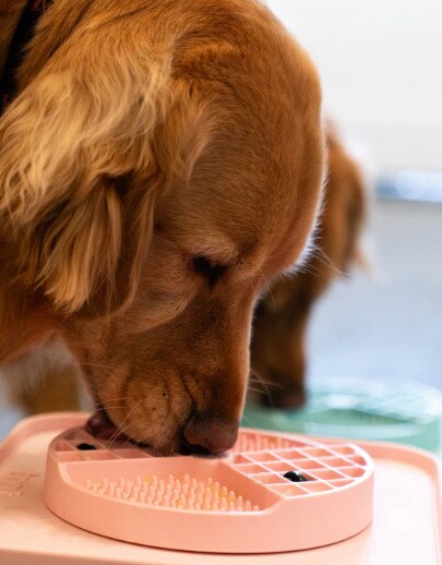 Multi-Use Pet Feeding Trays